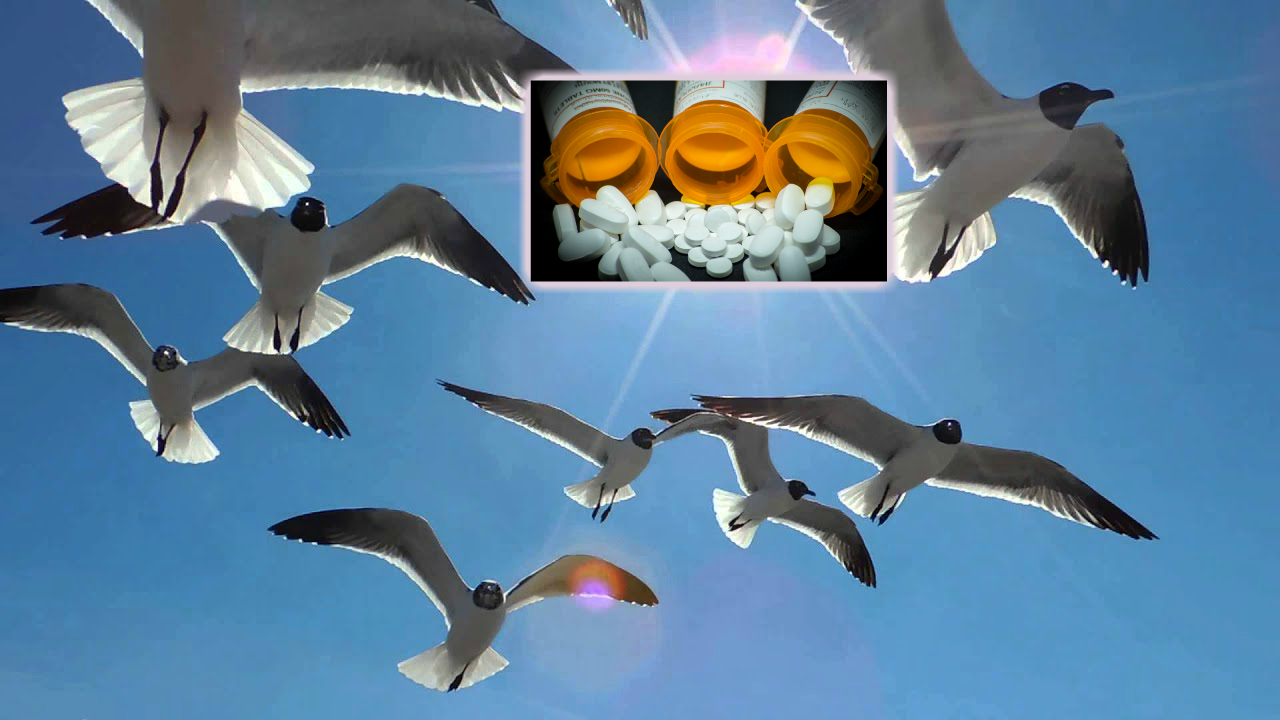 SeagullAddicts